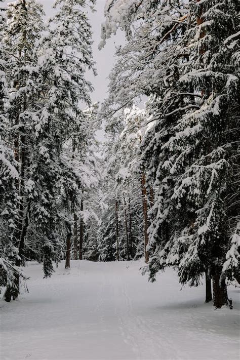 Winter Park with Snow Covered Pine Trees · Free Stock Photo