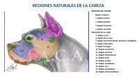 Anatomía de cabeza perro y caballo Diapositivas de Anatomía Docsity