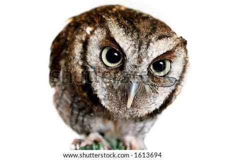 Wise Owl Wearing Reading Glasses Stock Photo 1613694 : Shutterstock