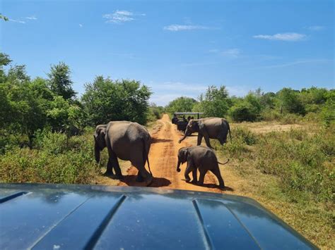 Galle Unawatuna To Udawalawe National Park Safari Tour Getyourguide