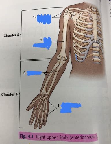 Chapter 4 Upper Limb Flashcards Quizlet