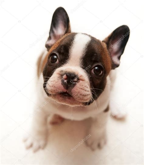 French Bulldog Puppy — Stock Photo © Ella 22025349