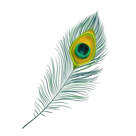 Peacock Feather Vector Art Icons And Graphics For Free Download