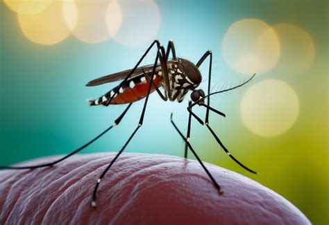 Dengue Ataca O Figado - Dengue Ataca o Fígado? Entenda os Efeitos - Portal CT