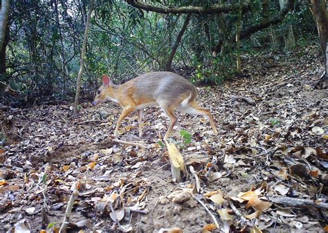 Vietnamese Mouse-Deer Species Found in Vietnam