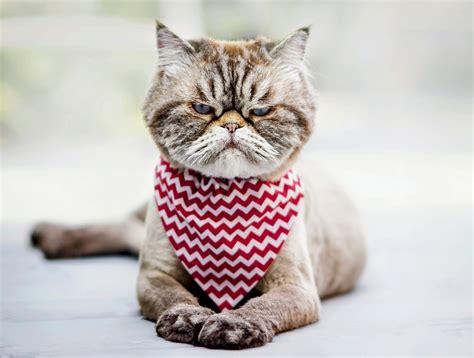 do cats have emotions 1