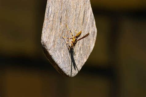How Long Does It Take For a Wasp to Die In a House? – Beezzly
