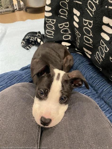 Cachorrinho desnutrido abandonado em um banheiro portátil Olhos