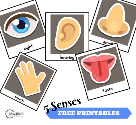 Five Senses Pictures Printables