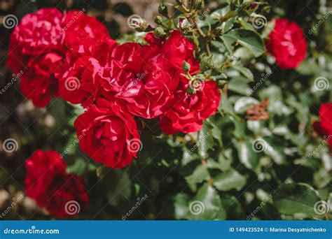 Rosas Rojas En Un Arbusto En Un Jard N Un Manojo De Rosas Rojas En El