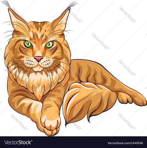 Maine Coon American Longhair Cat Royalty Free Vector Image