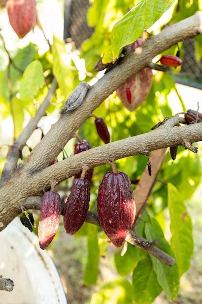 Premium Photo Cacao Tree Theobroma Cacao Organic Cocoa Fruit Pods In