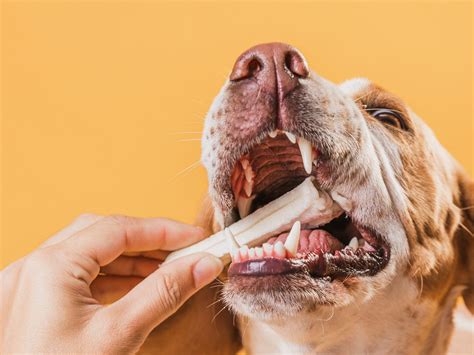 Saiba Por Que Voc Tem Que Cuidar Da Sa De Bucal Do Seu Pet