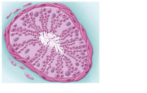 Cross Section Of Seminiferous Tubule Diagram Quizlet