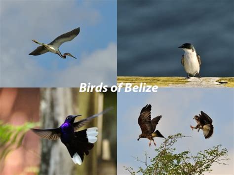 Meet the birds of Belize - 60 birds you'll likely spot in the wild