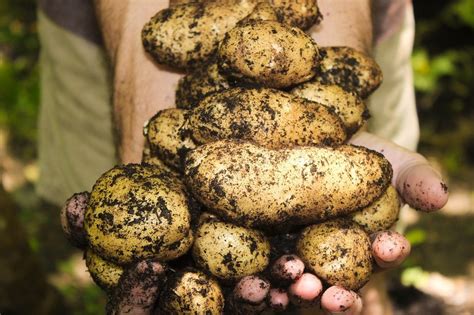 Kartoffeln Tipps Zu Anbau Pflege Und Ernte Beetfreunde De