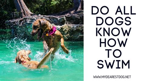 Do All Dogs Know How To Swim Dog Swimming Classes Youtube