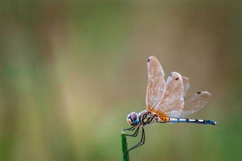 Dragonflies Are The Forgers of Creation And Carriers Of Ancient & Alien ...