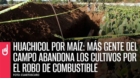 Huachicol por maíz Más gente del campo abandona los cultivos por el