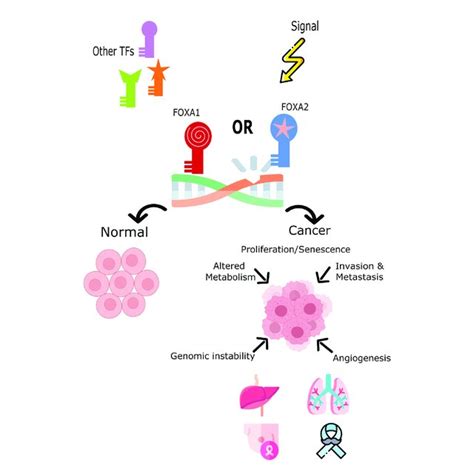 The Role Of Foxa And Foxa In Cell Fate Decision Or Tumor Induction