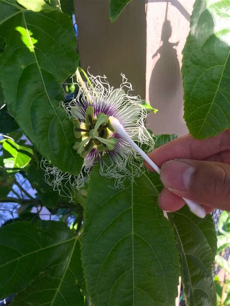 How To Hand Pollinate Passionfruit Thriftyfun