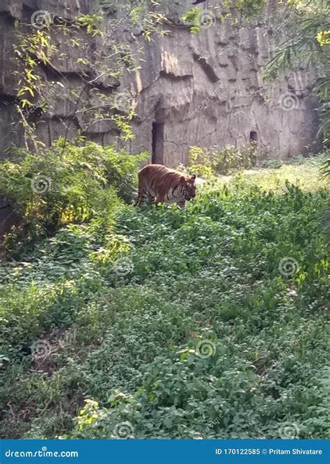 Tiger Walk and Roar in Zhoo Verry Attitude Walking Stock Image - Image
