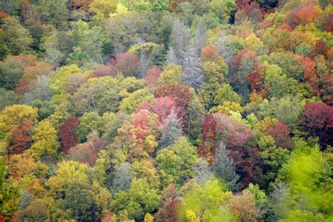 Fall colors in the Smokies stock image. Image of fall - 7730323