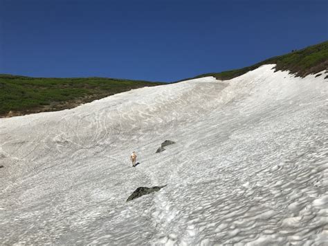 大雪山赤岳のウスバキチョウ、アサヒヒョウモン、ダイセツタカネヒカゲ！2021年6月26日 Butterflyers Blog