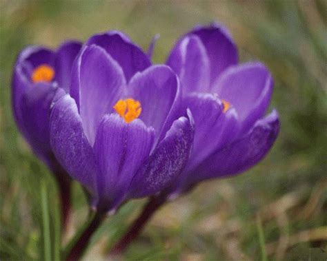 Three Purple Flowers With Orange Centers In The Grass