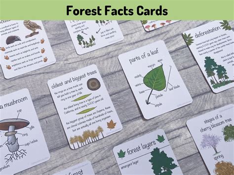 Forest Fact Flashcards Printable Nature Educational Learning Resources