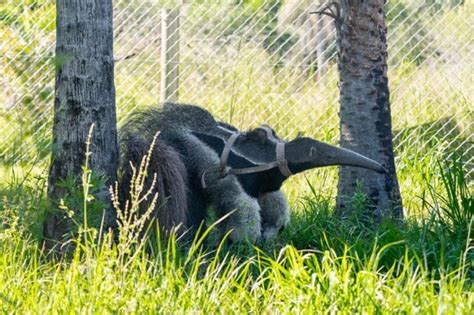 Llegó El Primer Oso Hormiguero A Los Esteros Del Iberá Corrientes Hoy