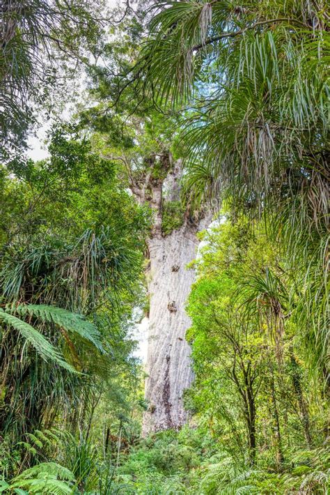 Tane Mahuta también llamado Señor o Dios del Bosque es un árbol kauri