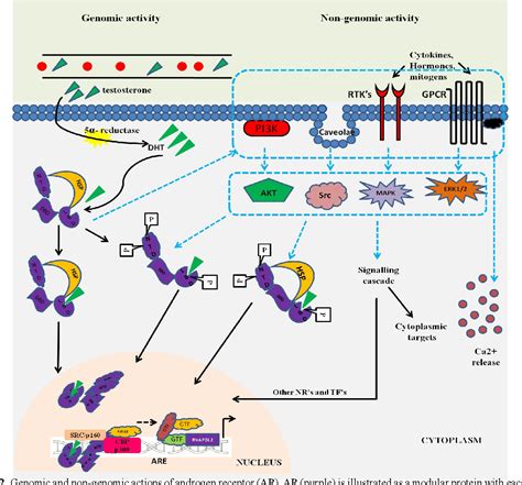 Pdf A Brief Overview Of Androgen Receptor Its Structure Functions