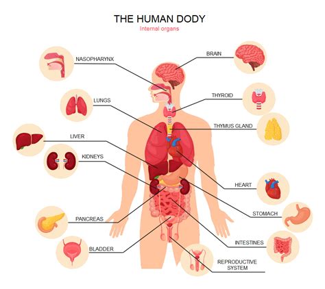 Human Anatomy Complete Guide | EdrawMax