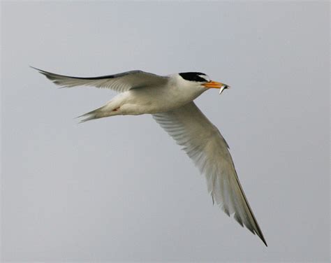 Least Tern - Sternula antillarum | Wildlife Journal Junior