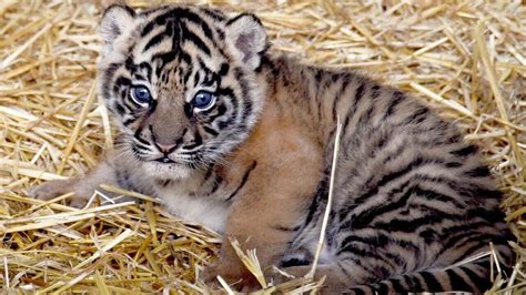 Kala è il nome della tigre di Sumatra nata al Bioparco di Roma