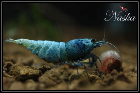 La Reproduction Des Crevettes D Eau Douce