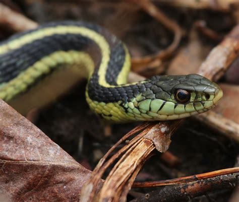 8 Types of SNAKES That Live in Washington! (state) - Bird Watching HQ