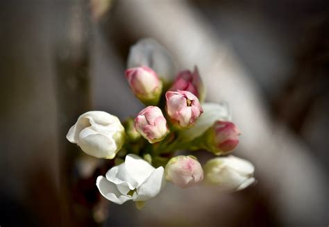 Mock Pear Buds Opening First Day Of Spring Rocky Mountain Flickr