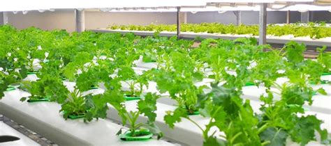 How to grow lettuce indoors?|VANQ LED