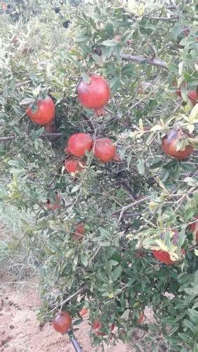 A Grade Bhagwa Sinduri Pomegranate 10 Kg At Rs 50 Kilogram In