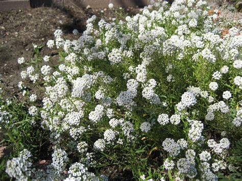 Всё о бегониях и не только...: Алиссум морской / Лобулярия (Alyssum ...