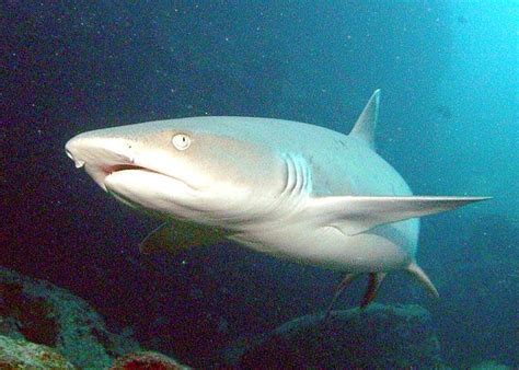 Whitetip Reef Shark – "OCEAN TREASURES" Memorial Library