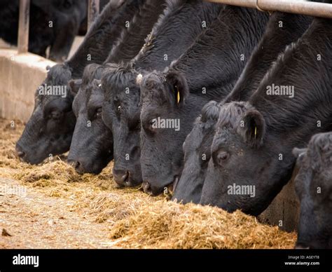 Beef cattle feeding Stock Photo - Alamy