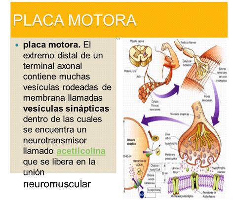 FISIOLOGIA DEL SISTEMA NERVIOSO Y SISTEMA NERVIOSO PERIFÉRICO PLACA