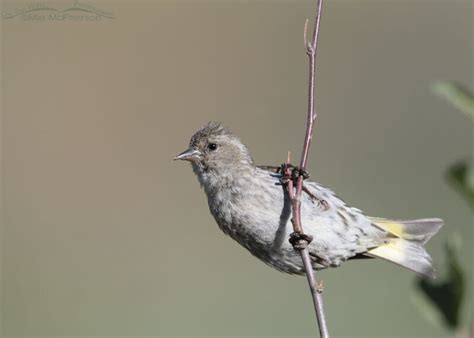 Pine Siskin High In The Wasatch Mountains Mia McPherson S On The Wing