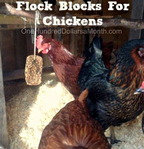 DIY Homemade Flock Blocks For Chickens One Hundred Dollars A Month