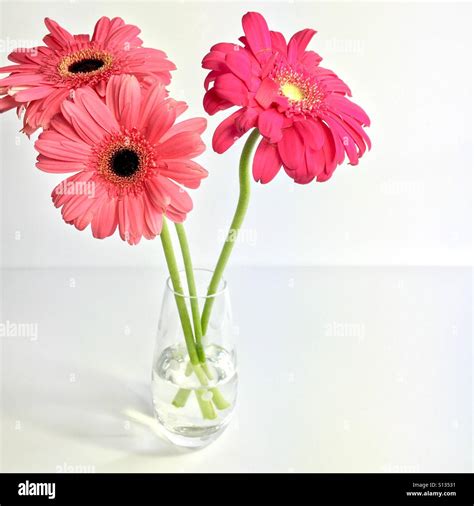 Pink Gerber Daisies Stock Photo Alamy