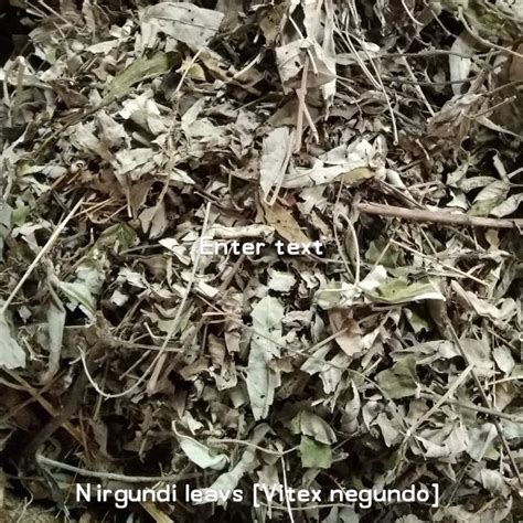 Nirgundi Leaves Supplier from Gwalior