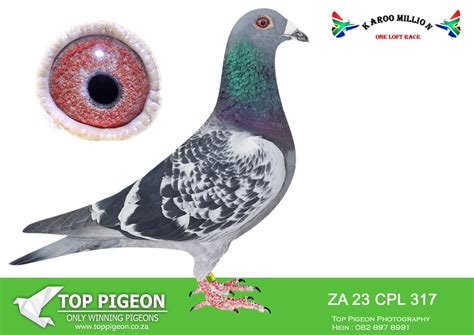 LOT 78 KAROO MILLION OLR ZA 23 CPL 317 HOT ROD RACING SIRE ZA 2611 2021 Dewald Vd Merwe CPL